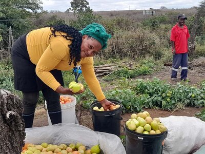 Photo: WFP A farmer is taking fruits out of the buckets in a field