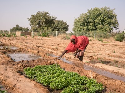 Photo: WFP/Evelyn Fey WFP beneficiary weeds a vegetable patch at a WFP market garden.
