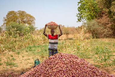 Person standing in a dry field balances a bowl of red onions on their head beside a large harvested pile, with scattered crops, trees and clear sky in background.Person standing in a dry field balances a bowl of red onions on their head beside a large harvested pile, with scattered crops, trees and clear sky in background.Person standing in a dry field balances a bowl of red onions on their head beside a large harvested pile, with scattered crops, trees and clear sky in background.