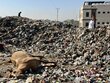 A little girl sifts through the rubble of destroyed buildings in Gaza, while a dead horse lies a few metres away. Photo: WFP/Jonathan Dumont