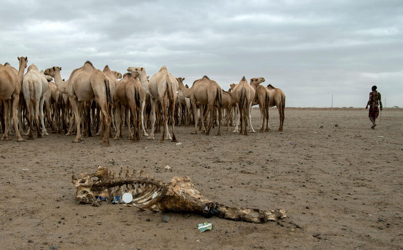 A camel carcass lies near a well in Maikona village, &nbsp;in northern Kenya's drought-hit Marsabit County. Photo: WFP/Alessandro Abbonizio