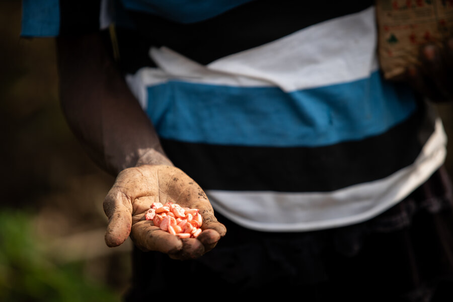 Wanjala's seeds, coated with the bioherbicide, are ready for planting. Photo: WFP/Lisa Murray