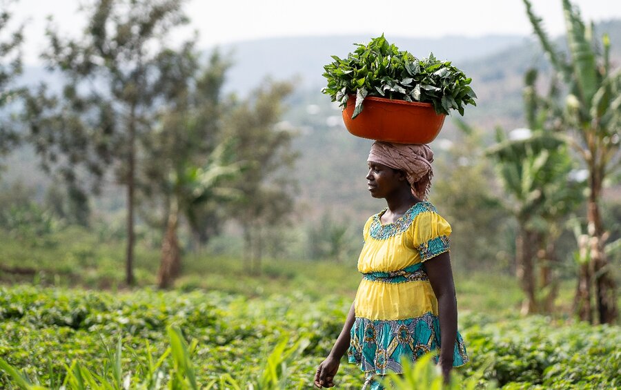 A woman farmer in a yellow and blue dress walks through a field balancing a red plastic bucket of amaranth leaves on her head. Photo: WFP/Isaac Onyango